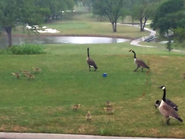 Weatherford Golf - Geese