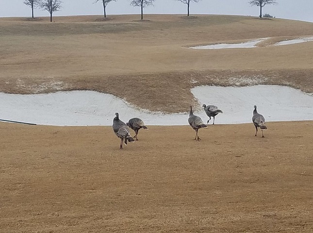 Weatherford Golf - Turkey